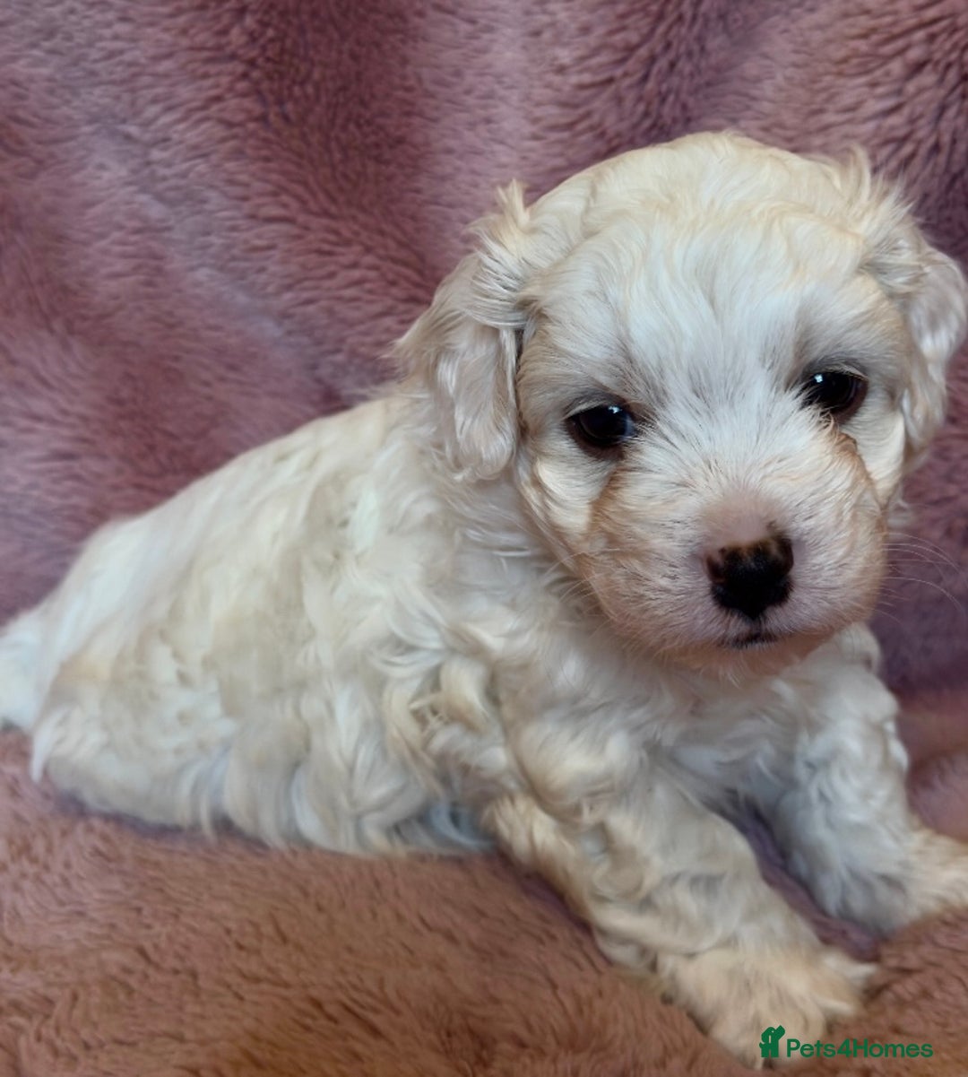 Cavapoo dogs for sale: F1b cavapoo puppies  - Advert 4