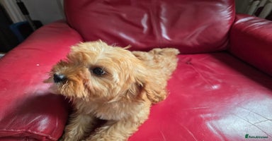 Cavapoo dogs in Knutsford - Advert 14