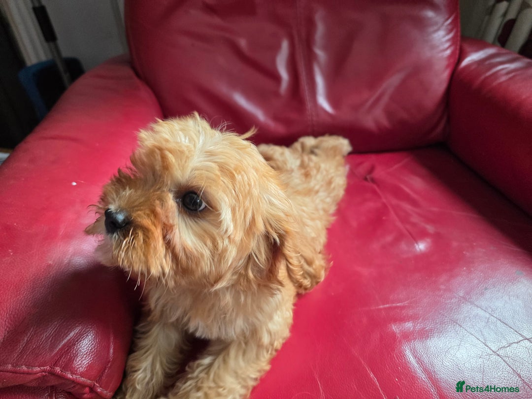 Cavapoo dogs for sale: Red f1 cavapoos  in Knutsford - Image 2