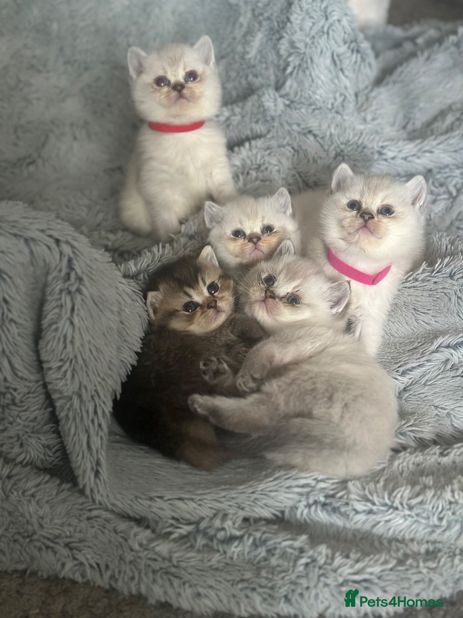 British Shorthair cats GCCF BSH colour point kittens  - Advert 1