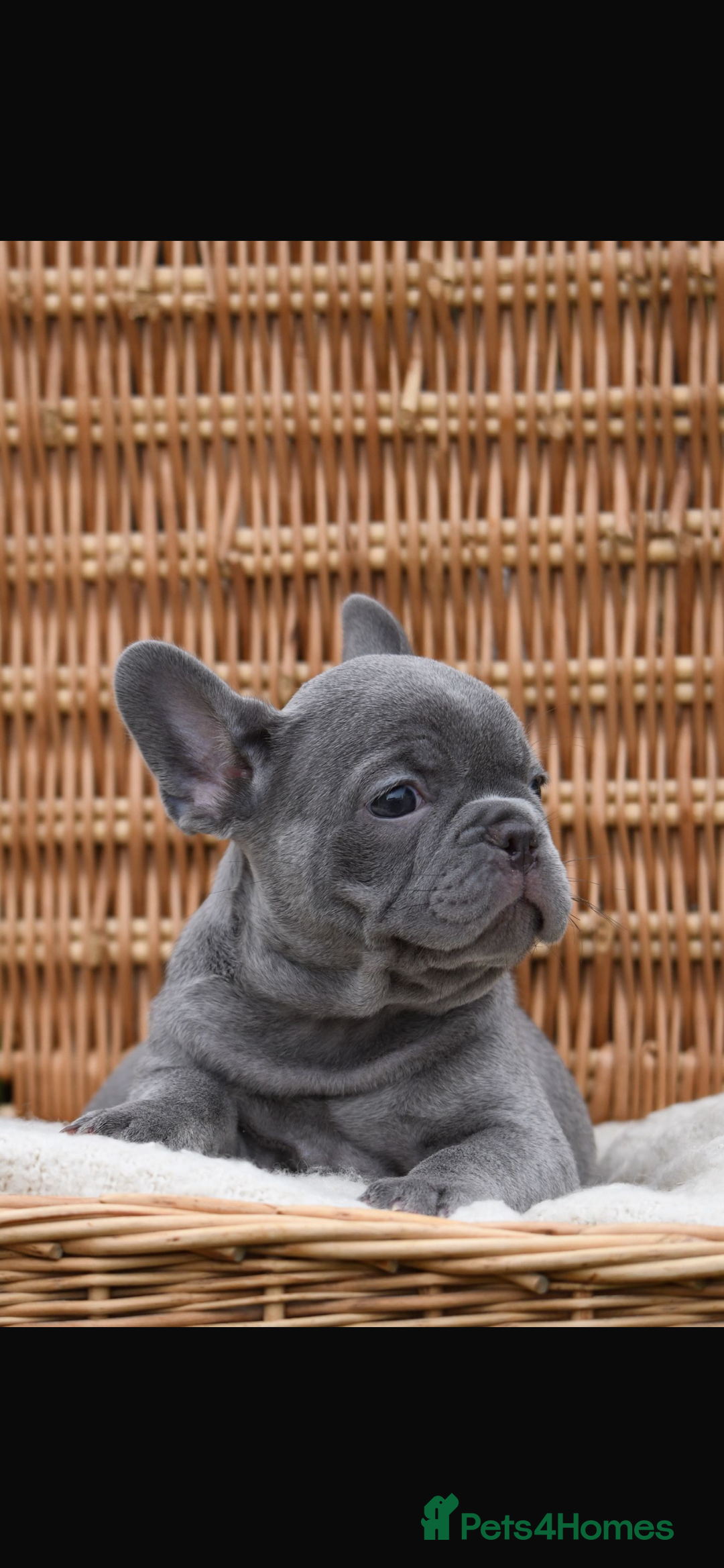 French Bulldog dogs for sale: Beautiful litter of 8 French bulldog puppies - Image 19