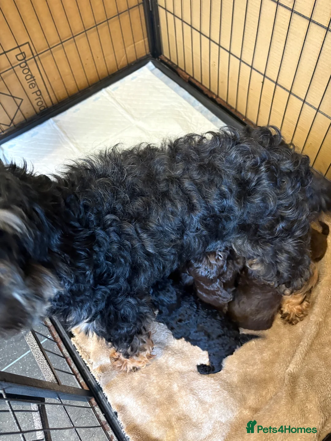 Cockapoo dogs for sale: F2B cockerpoos - Advert 5