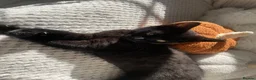 Mixed Breed cats for sale: 8 months old black kitten  in Blackwood - Advert 2