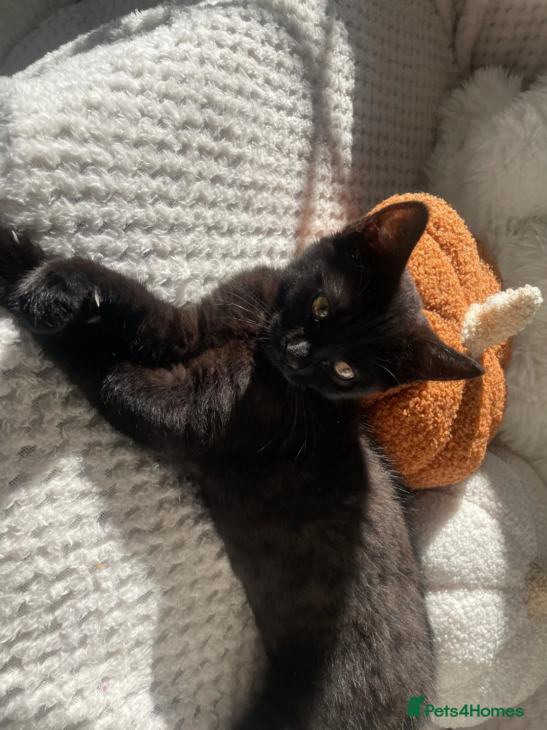 Mixed Breed cats for sale: 8 months old black kitten  in Blackwood - Advert 2