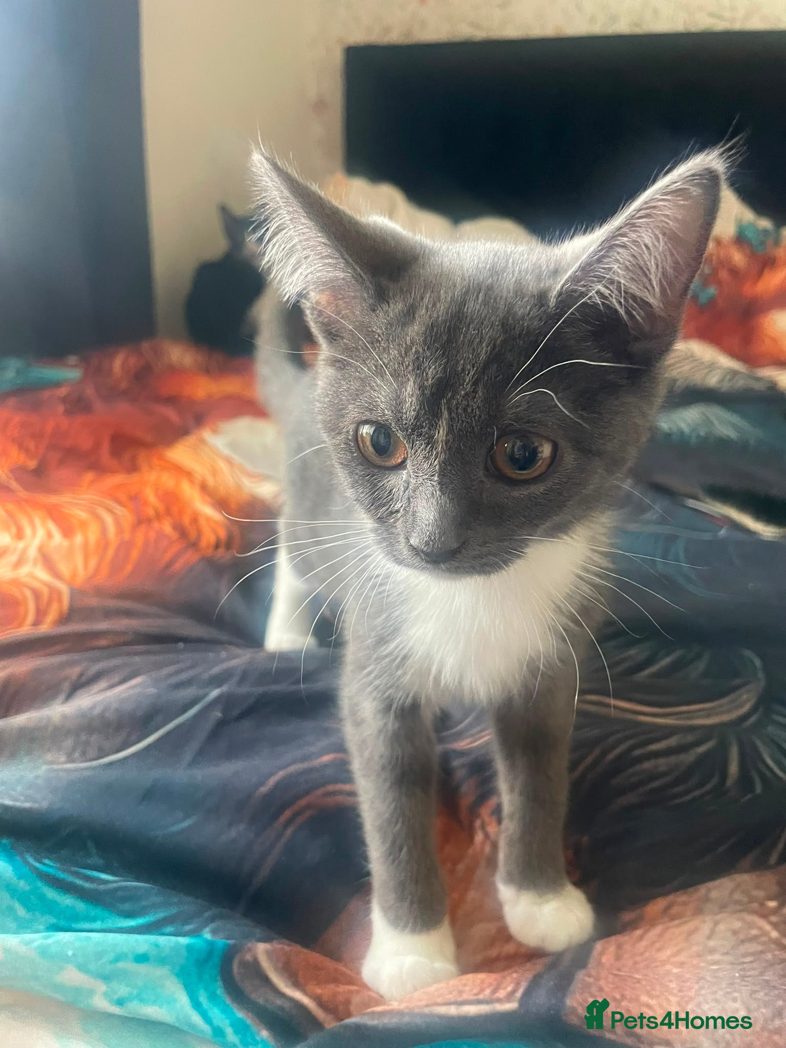 Mixed Breed cats Grey kitten - rescue - Advert 1