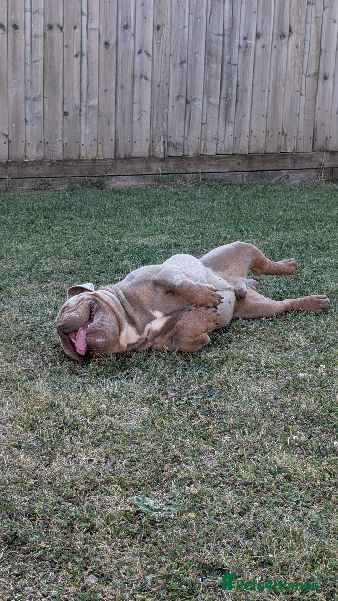 English Bulldog dogs for sale: 2 year old Male - Advert 6