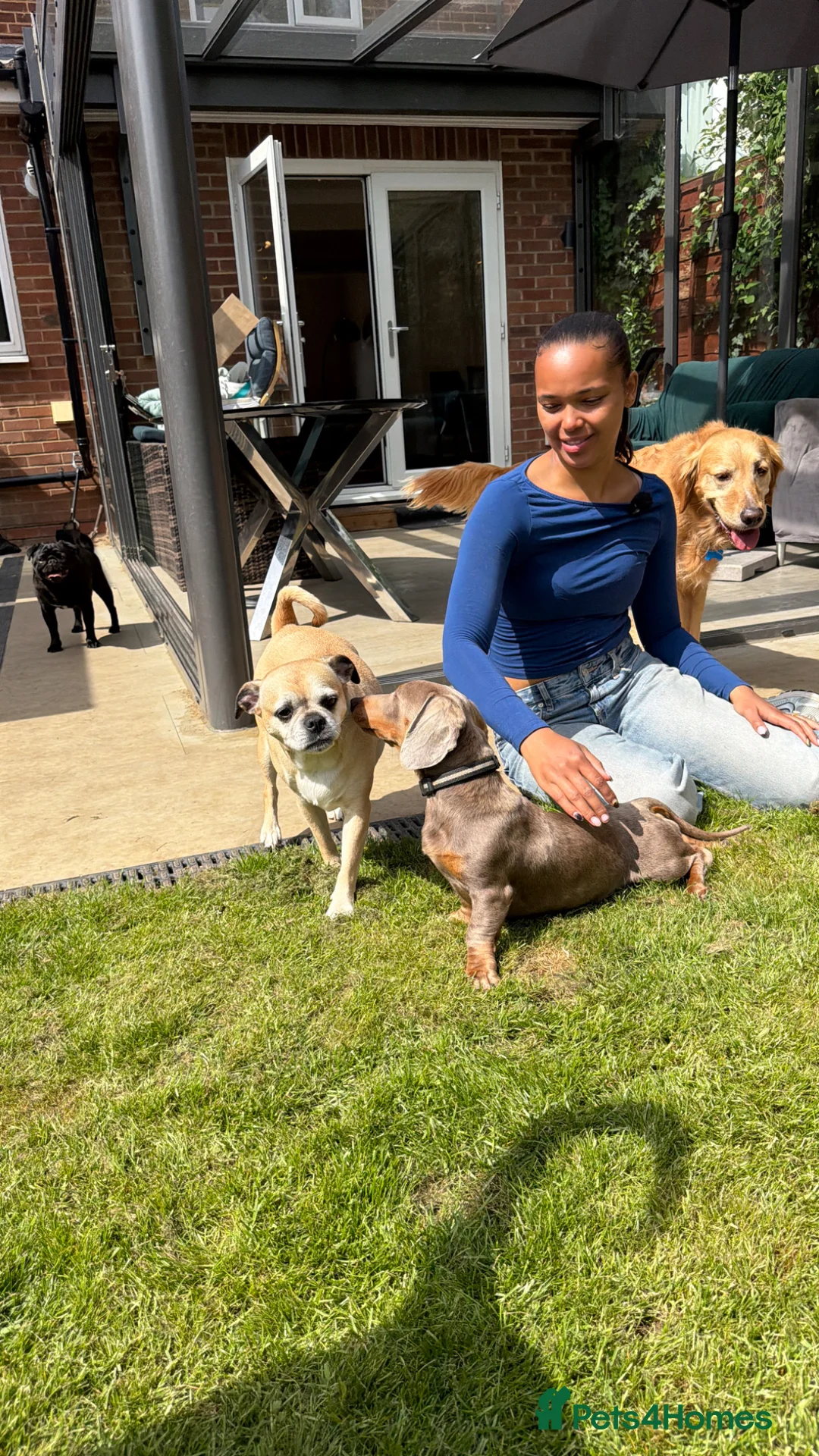 Miniature Dachshund dogs for sale: Pablo is ready for a forever home! KC REG  - Advert 13