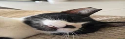 Mixed Breed cats for adoption: Loves People-  Indoor Rescue Girl Lia  - Advert 6