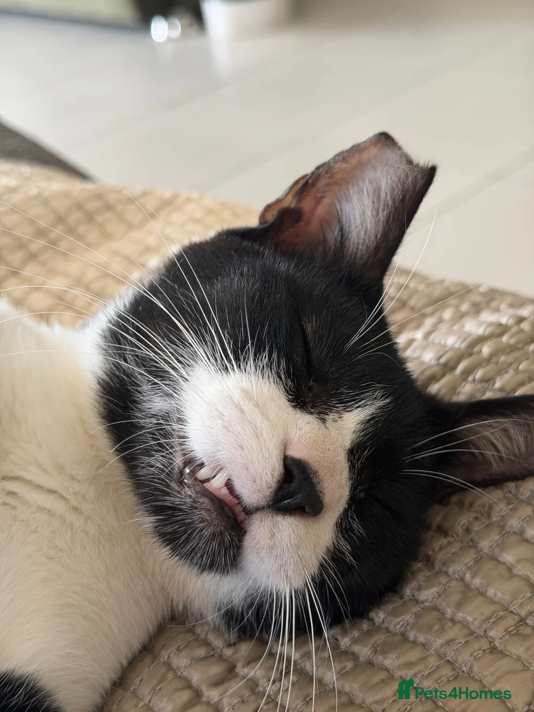 Mixed Breed cats for adoption: Loves People-  Indoor Rescue Girl Lia  - Advert 6