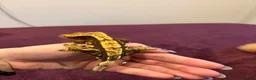 Gecko reptiles for sale: Jupiter the crested gecko  - Advert 2