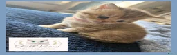 British Shorthair cats for sale: Exceptional Golden British Shorthair Kittens - Advert 6