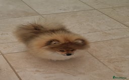 Pomeranian dogs for sale: Stunning Teddy purebreed Russian/Ukrainian poms in Basildon - Image 17