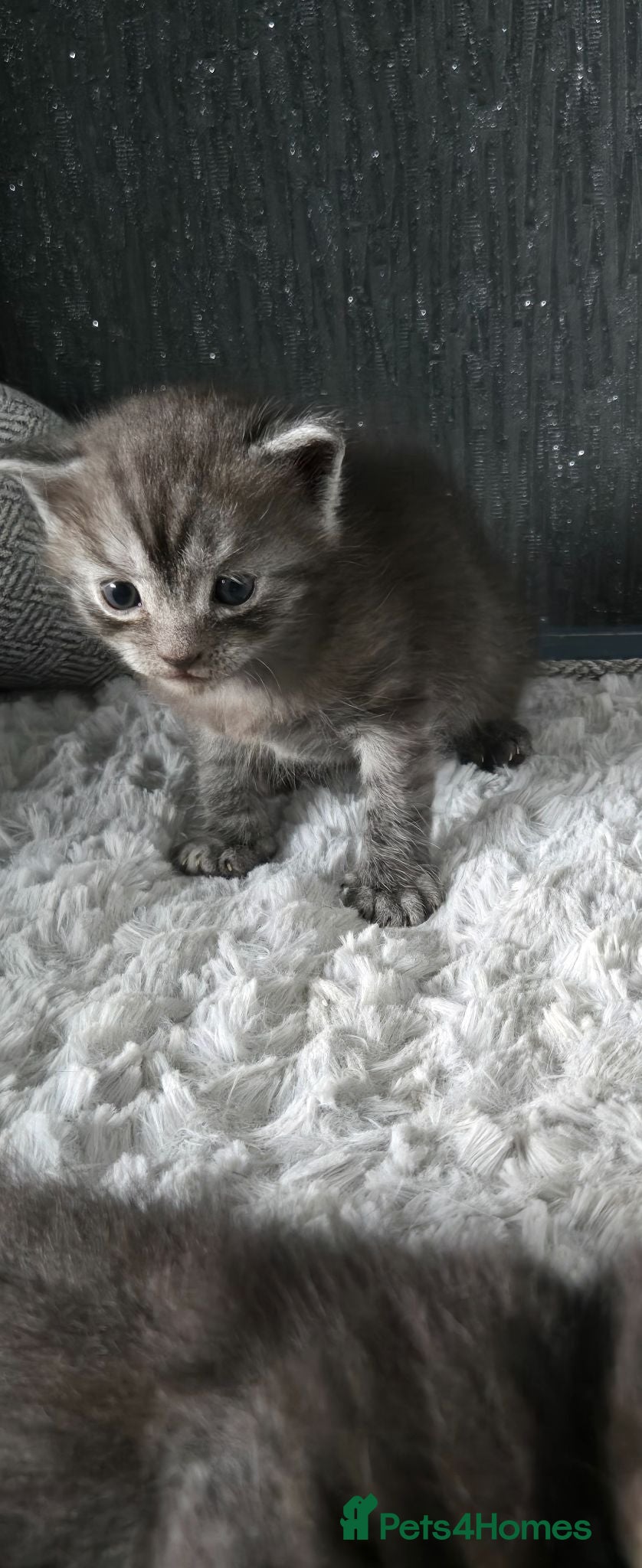 British Shorthair cats Beautiful British short hair kittens. - Advert 1
