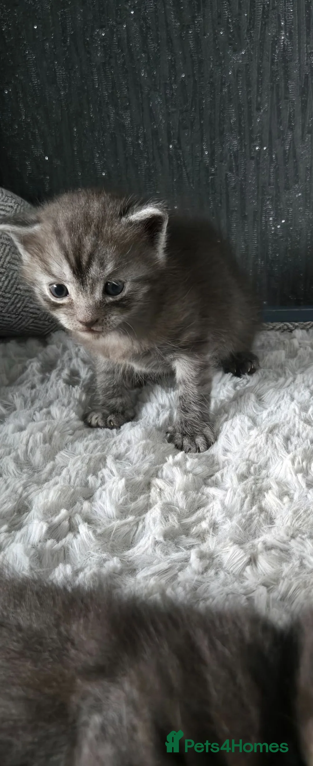 British Shorthair cats for sale: Beautiful British short hair kittens. - Advert 1