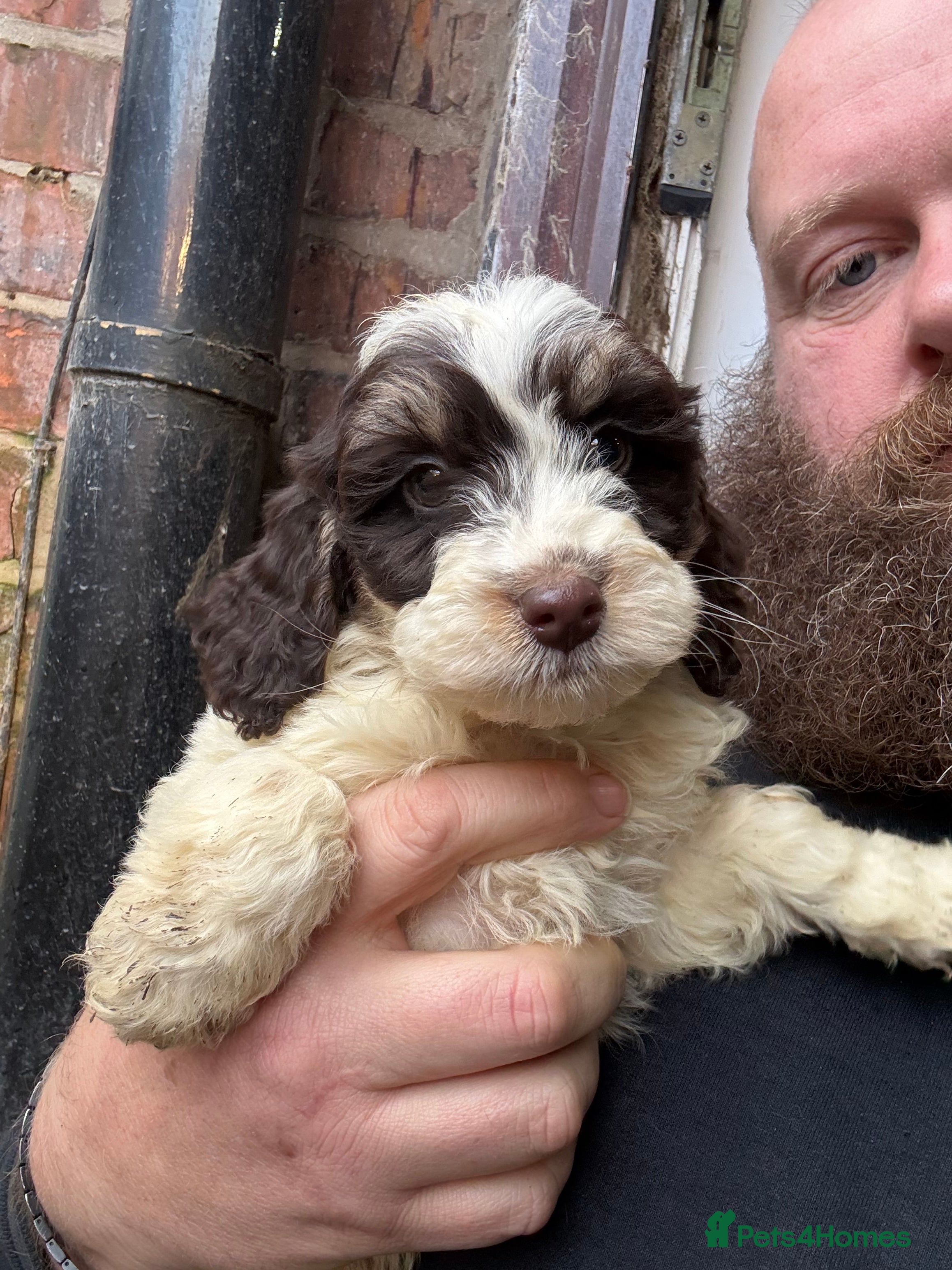 Cockapoo dogs Miniature cockapoos - Advert 2