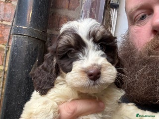 Cockapoo dogs Miniature cockapoos - Advert 2