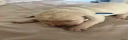 Labrador Retriever dogs for sale: Labrador retriver - Advert 9