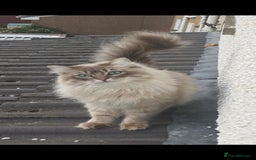 Ragdoll cats for sale: Beautiful Ragdoll/mainecoon cat - Image 7