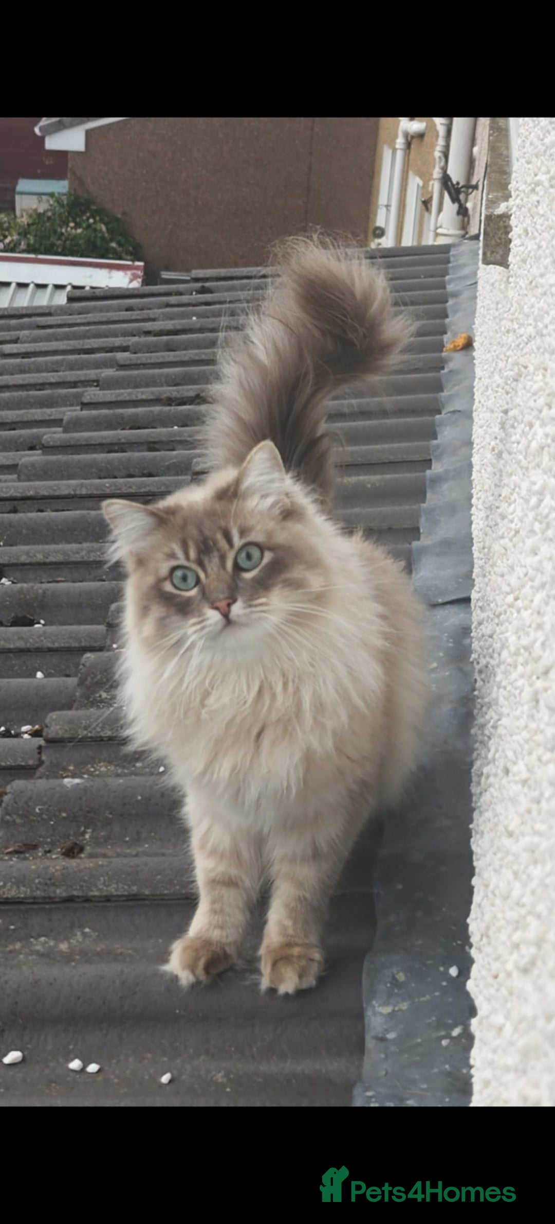 Ragdoll cats for sale: Beautiful Ragdoll/mainecoon cat - Image 7