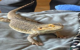 Bearded Dragon reptiles for sale: Bearded dragon + cage  - Image 2