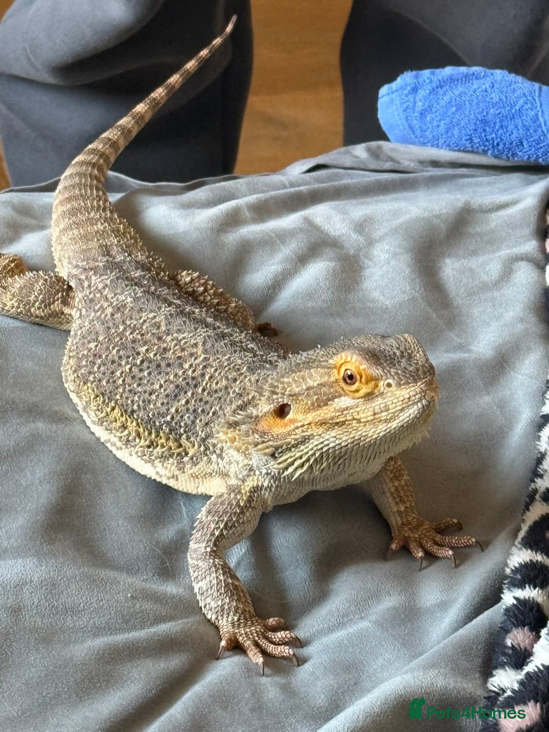 Bearded Dragon reptiles for sale: Bearded dragon + cage  - Image 2
