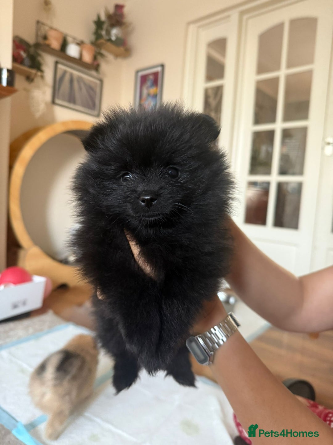 Pomeranian dogs for sale: Pomeranian pups - Image 4