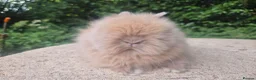Angora rabbits for sale: ❤️STUNNING IMPORTED PARENTS- TEDDYDWERG BABIES❤️ - Advert 11