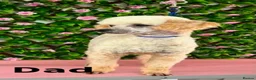 Toy Poodle dogs for sale: Gorgeous, healthy KC toy poodles  - Advert 9