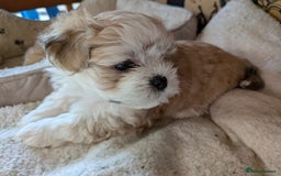 Mixed Breed dogs for sale: Lhasa Apso puppies in Kent - Image 26
