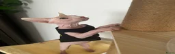 Oriental cats for sale: Couple of cats - Advert 5