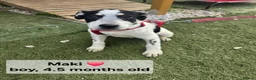 Mixed Breed dogs for adoption: MAKI  - Advert 10