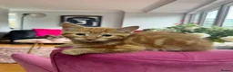 Mixed Breed cats for sale: Kittens looking for forever home in Glasgow - Advert 8