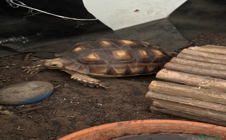 Tortoise reptiles - Advert 1