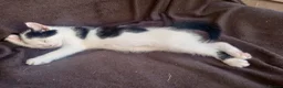 Ragdoll cats for sale: Adorable Ragdoll/Chinchilla Persian kitten  - Advert 13