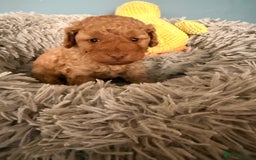 Labradoodle dogs for sale: Miniature labradoodle  - Image 19