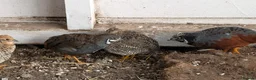 Mixed Breed birds for sale: 9 Button Quail – Males and Females – North Hants - Advert 3