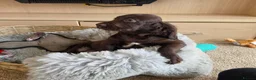 Cocker Spaniel dogs for sale: Working Type Cocker Spaniels - Advert 6