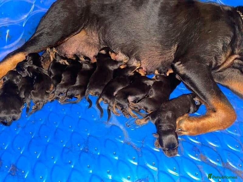 Rottweiler dogs Beautiful Rottweilers puppies - Advert 2
