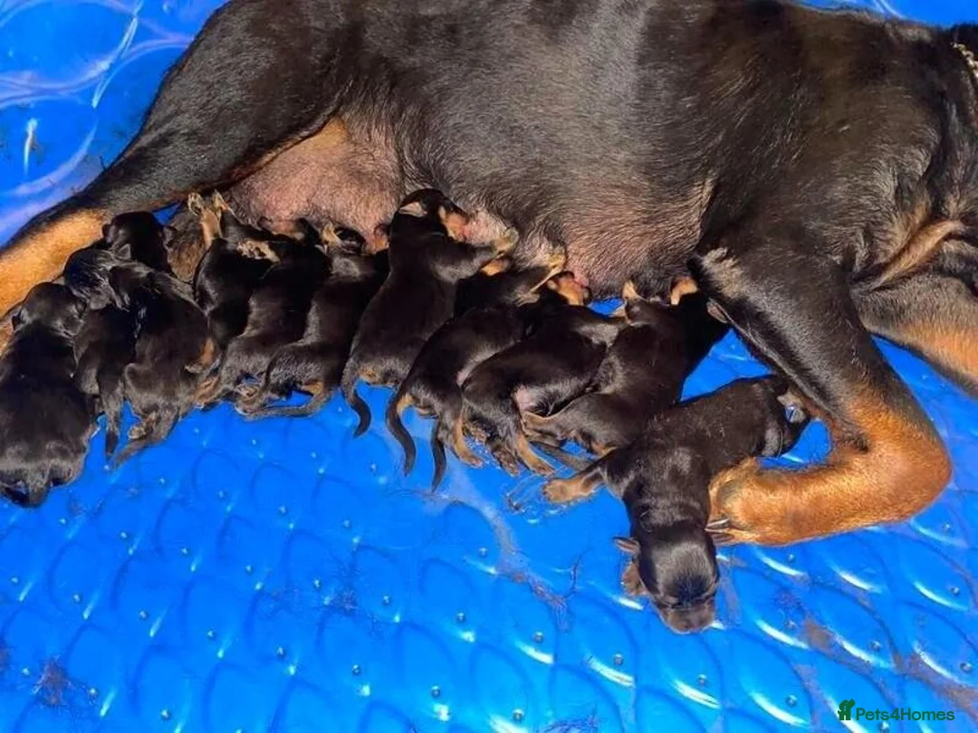 Rottweiler dogs for sale: Beautiful Rottweilers puppies in Malvern - Advert 1