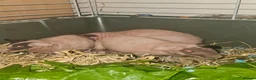 Guinea Pig rodents for sale: 4 male skinny pig boars - Advert 14