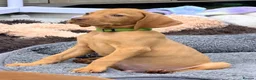 Hungarian Vizsla dogs for sale: The Golden Hearted Guardians Chapter🥈 - Advert 11
