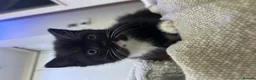 Mixed Breed cats for sale: mixed breed tuxedo kittens - 1 male and female - Advert 7