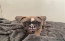 Mixed Breed dogs for sale: English bulldog French bulldog mix  - Image 7