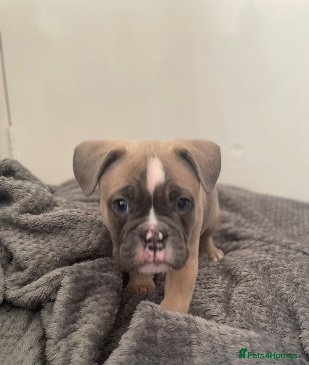 Mixed Breed dogs for sale: English bulldog French bulldog mix  - Image 7