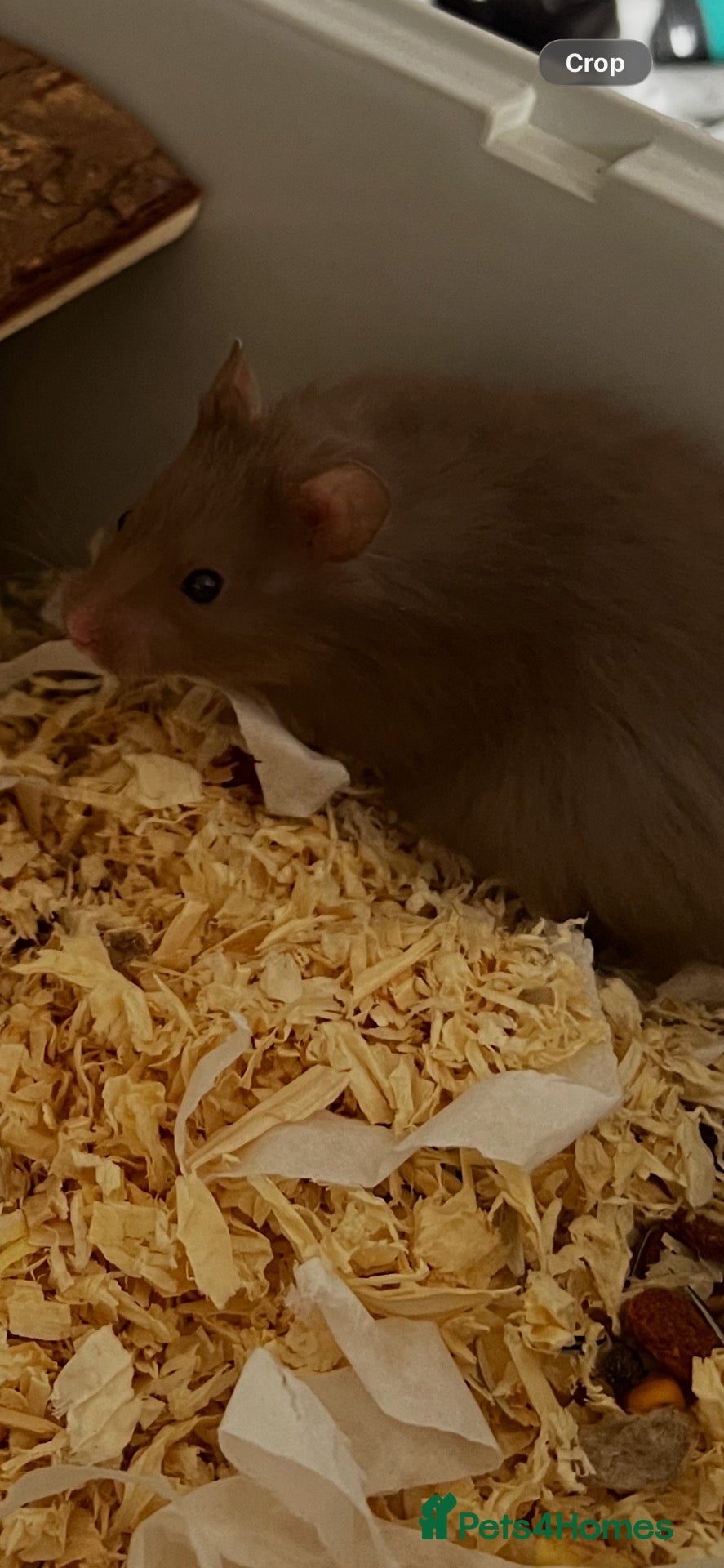 Hamster rodents Syrian Hamster  - Advert 11