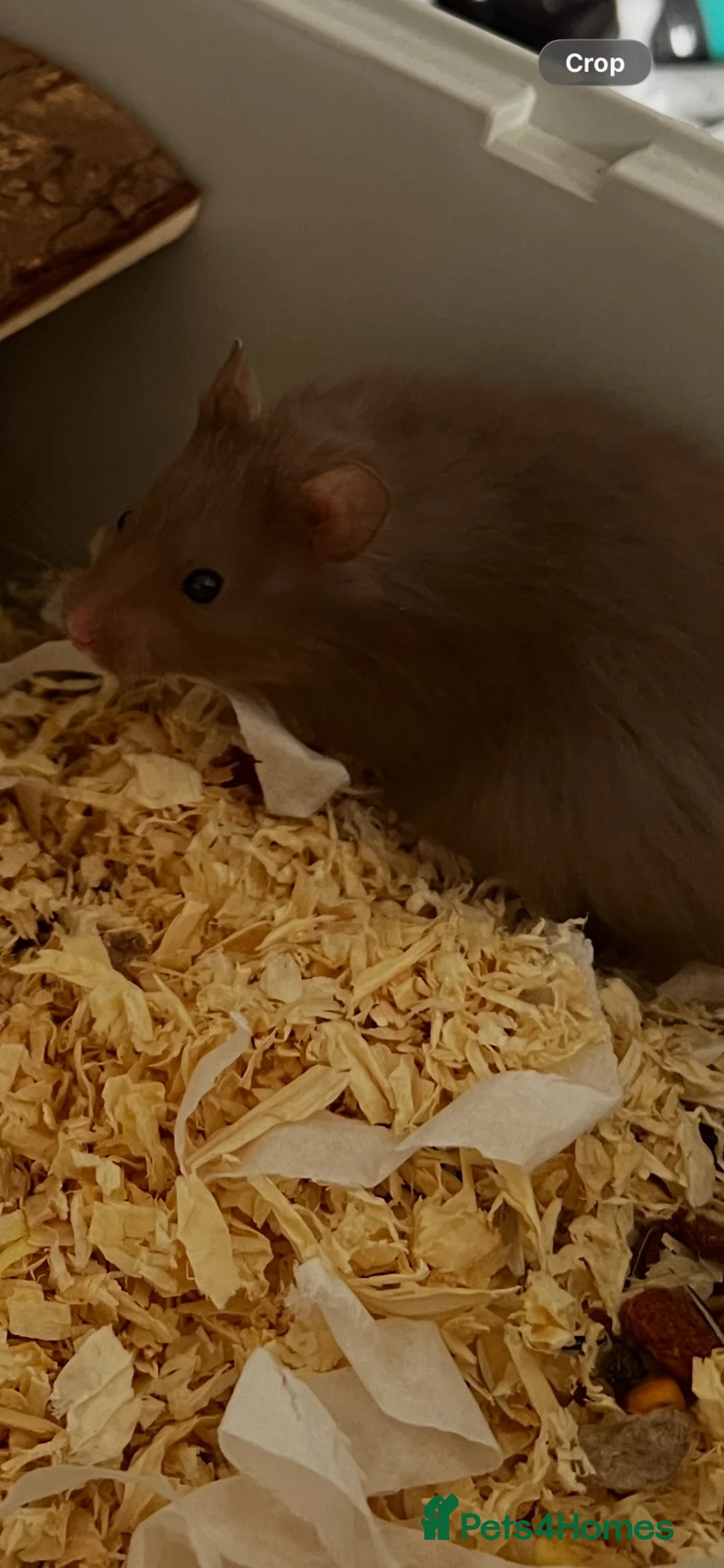 Hamster rodents for sale: Syrian Hamster  long haired - Advert 1