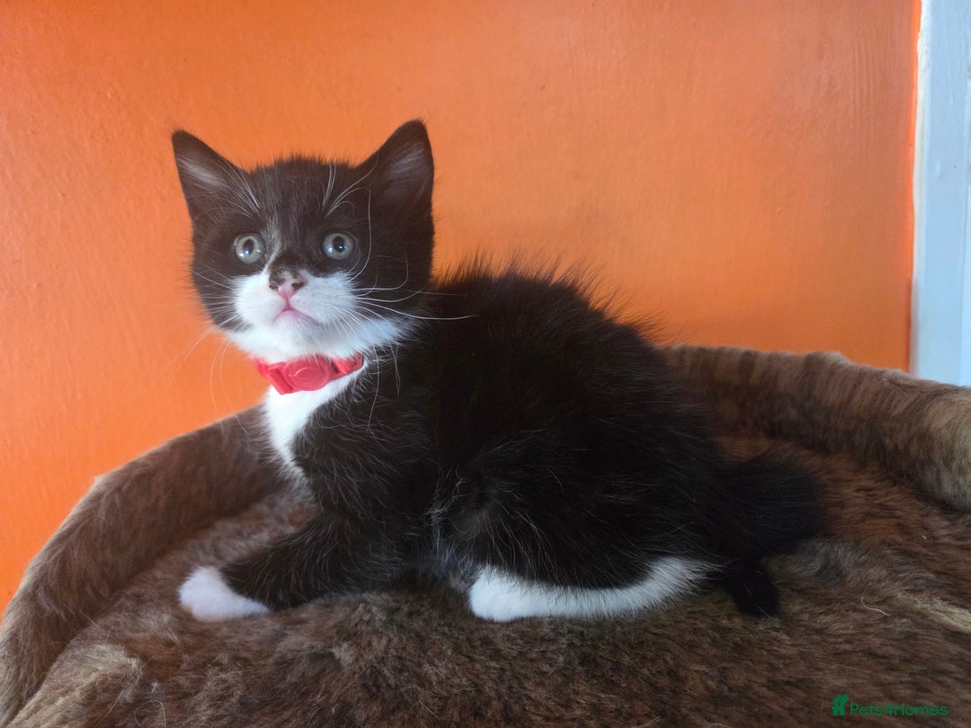 Maine Coon cats for sale: Stunning maincoon cross kittens  - Image 9