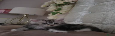 Persian 1