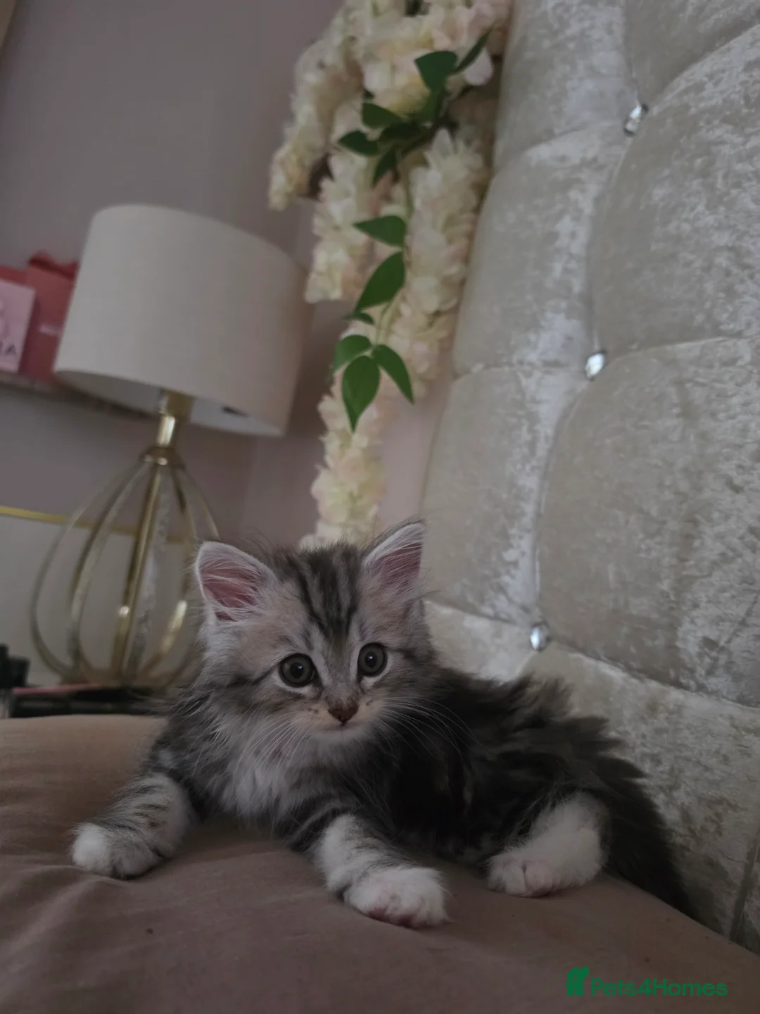 Persian cats for sale: Persian Mix Male Kitten - Advert 2
