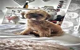 Shihpoo dogs for stud: FOR STUD IMPERIAL SHIHPOO TEDDY DOG  - Image 5